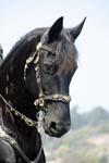 071507_USPA_Cup_0603