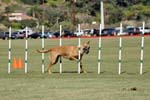091607_Spreckels_Cup_0388
