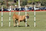 091607_Spreckels_Cup_0392