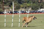 091607_Spreckels_Cup_0394