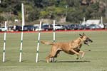 091607_Spreckels_Cup_0395