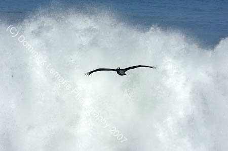 120407_Surf_LJ_259