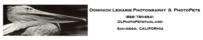 Dominick Lemarie Photography
