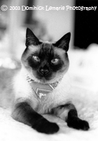 Ming Ming
