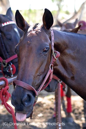 082706-Polo-0163