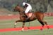 082706-Polo-0224