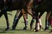 090306-Polo-0523