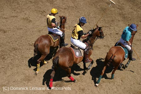 090406-Polo-0360