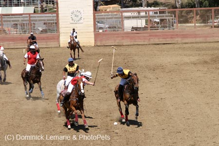 090406-Polo-0471