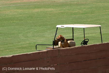 090406-Polo-0529