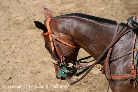 090406-Polo-0615