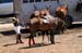 090406-Polo-0385