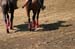 090406-Polo-0574