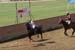 090406-Polo-0587