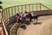 090406-Polo-0592