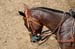 090406-Polo-0615