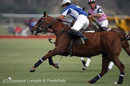 100106-Polo-1-0036