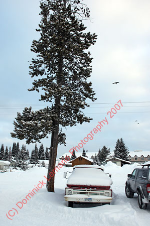 122507-YNP-003