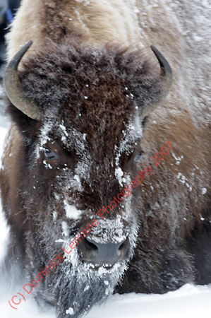 122507-YNP-185