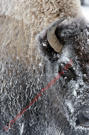 122507-YNP-236