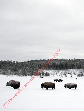 122507-YNP-331