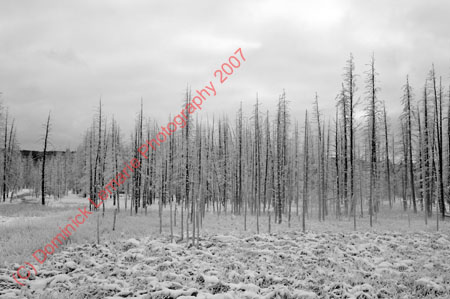 122507-YNP-415