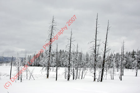 122507-YNP-444