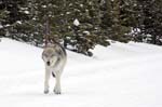 122507-YNP-476