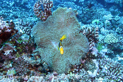2007-Polynesia-105
