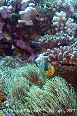 2007-Polynesia-132
