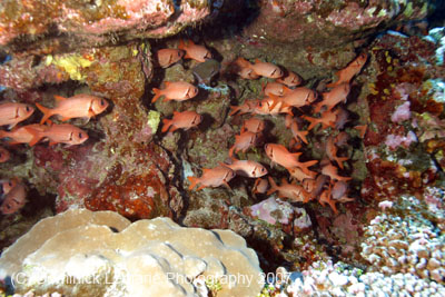 2007-Polynesia-135