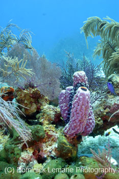 Belize-2007-2318