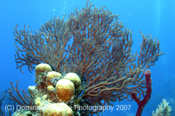 Belize-2007-2333