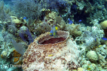 Belize-2007-2345