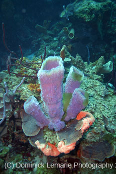 Belize-2007-2898