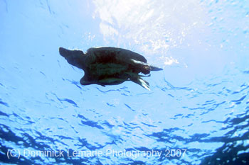 Belize-2007-3188