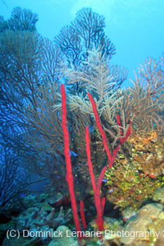 Belize-2007-3499