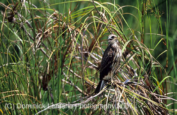 Belize-2007-4107
