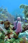 Belize-2007-2318