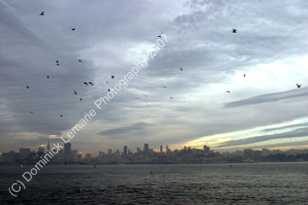 2006-Dec-SF-0142